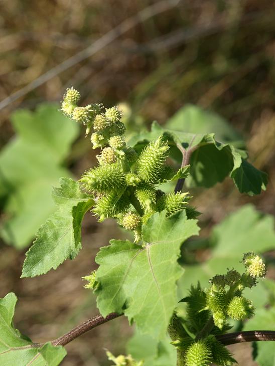 Xanthium Strumarium Subsp Italicum