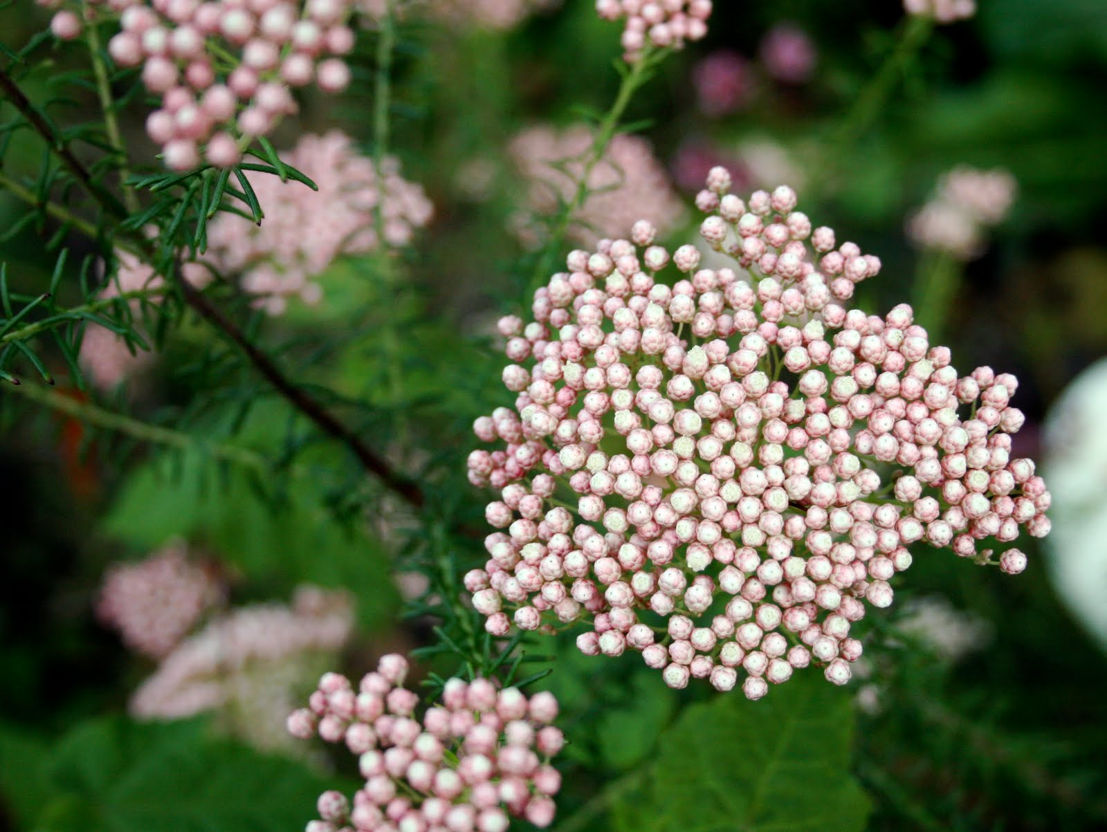 Flor De Arroz Ozothamnus Diosmifolius Vent DC