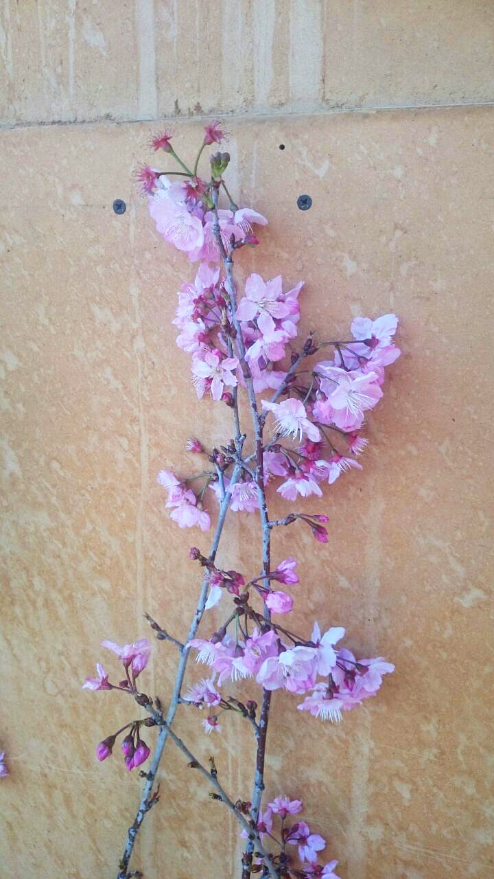 Crezo japonés de 1 metro, detalle de su floracion