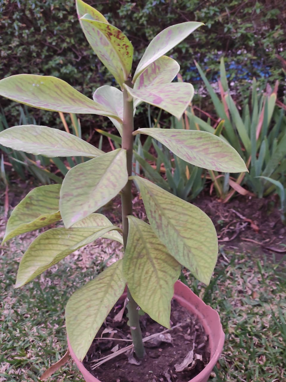 Planta de hojas grandes