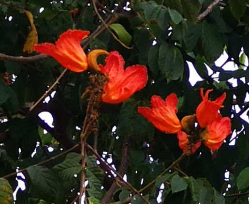 Árbol de flores naranjas Spathodea campanulata o tulipero de Gabón