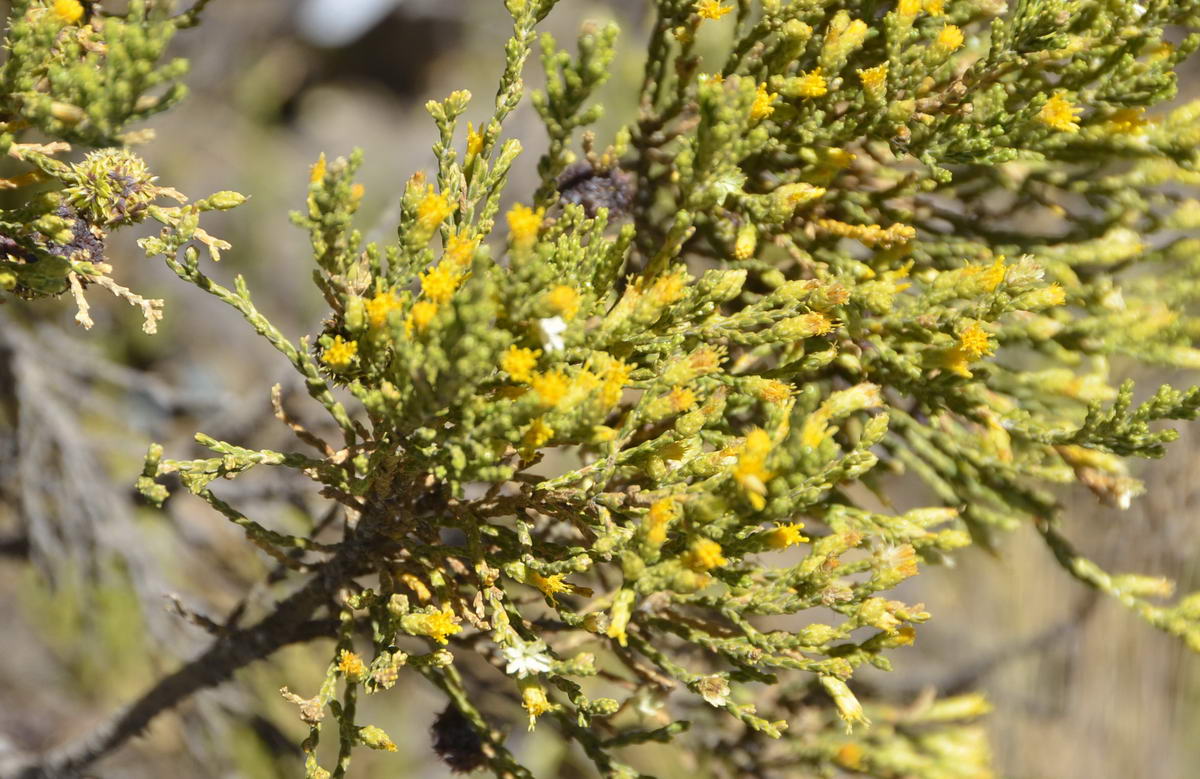 Plantas Silvestres De La Puna Peruana