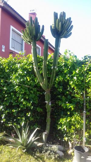 Euphorbia Candelabro....