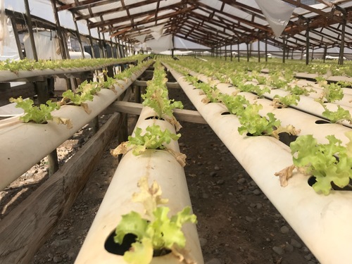 Ayuda, Daño en Hoja Lechuga Hidroponica