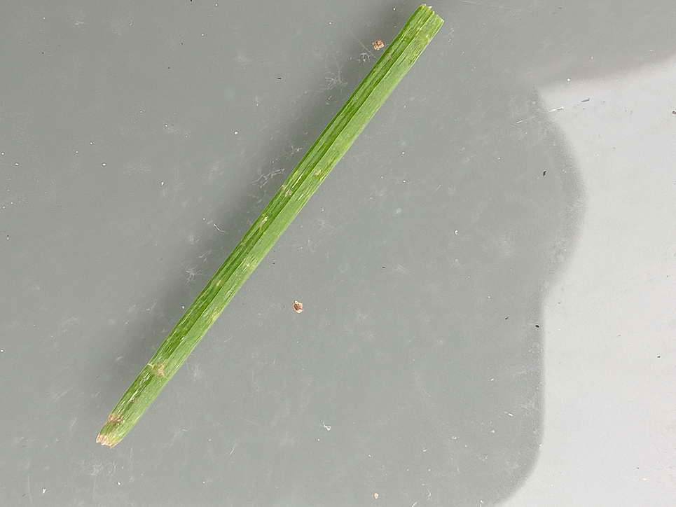 Ayuda identificación daños hojas césped