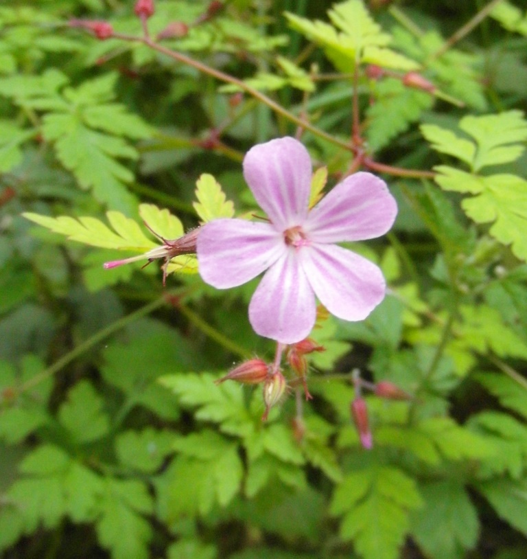 Silvestres Flores Silvestres