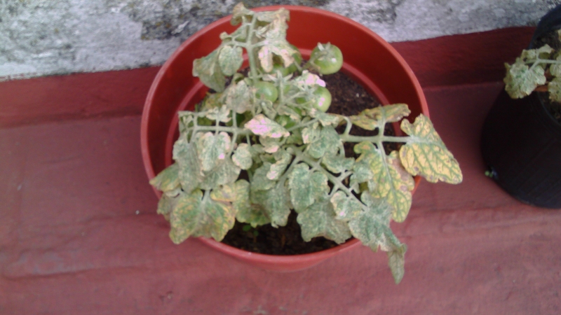 Tomates cherry patio 2calamitosos