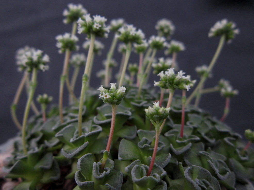 VENDO PLANTAS DE MI COLECCIÓN