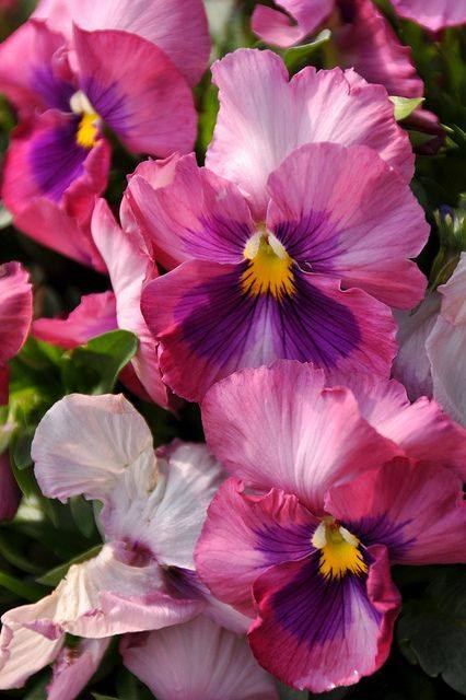 Imagenes bonitas con flores y plantas 2ª parte CERRADO | Página 198