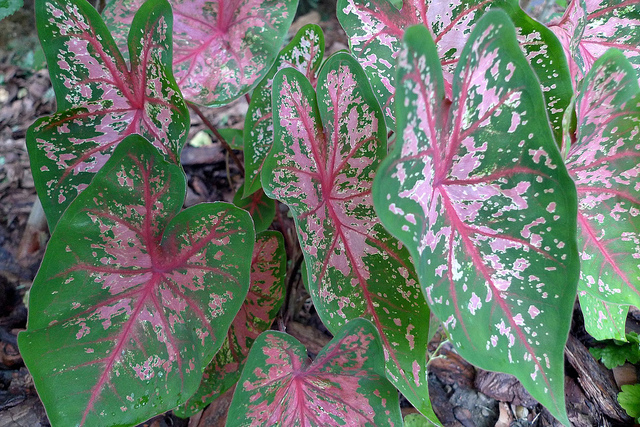 CALADIUM