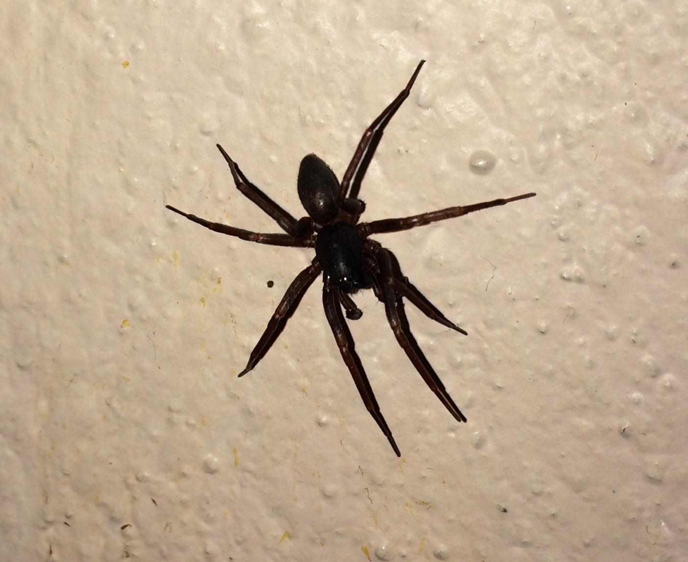 ¿Cual es el nombre de esta Araña?