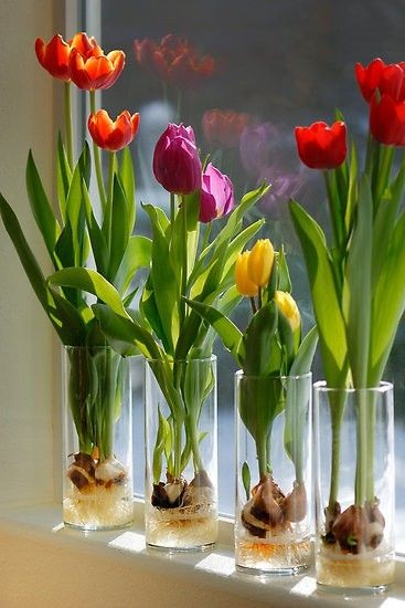 Pertenece Contracción Guión Tulipanes en agua