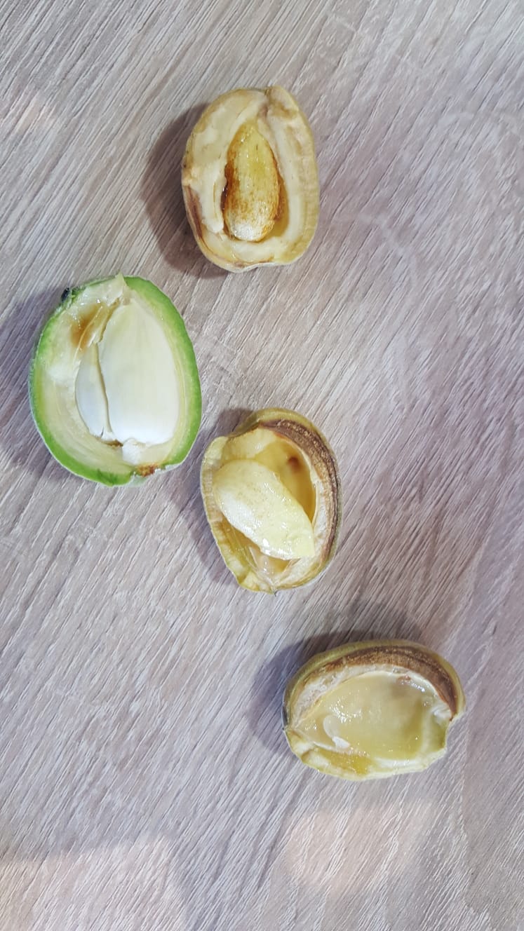 Almendra amarilla y con resina en el interior