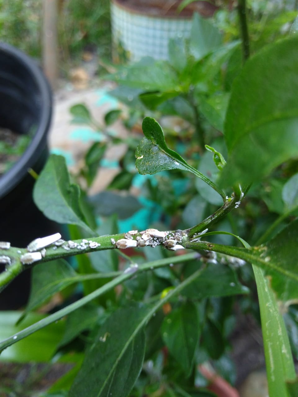 Plaga en mi planta de Chile, como la elimino?