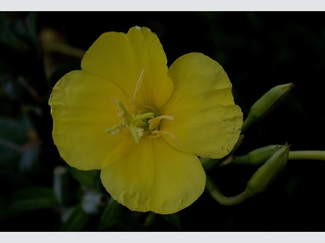 Onagra Oenothera Biennis L