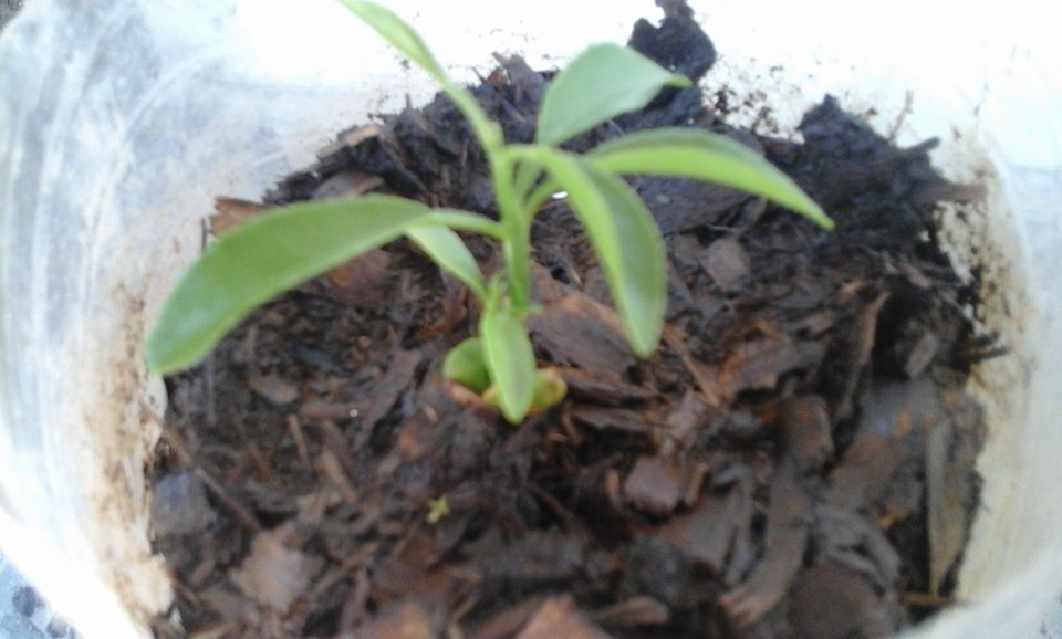 Árboles - ayuda necesito saber que variedad de cítrico