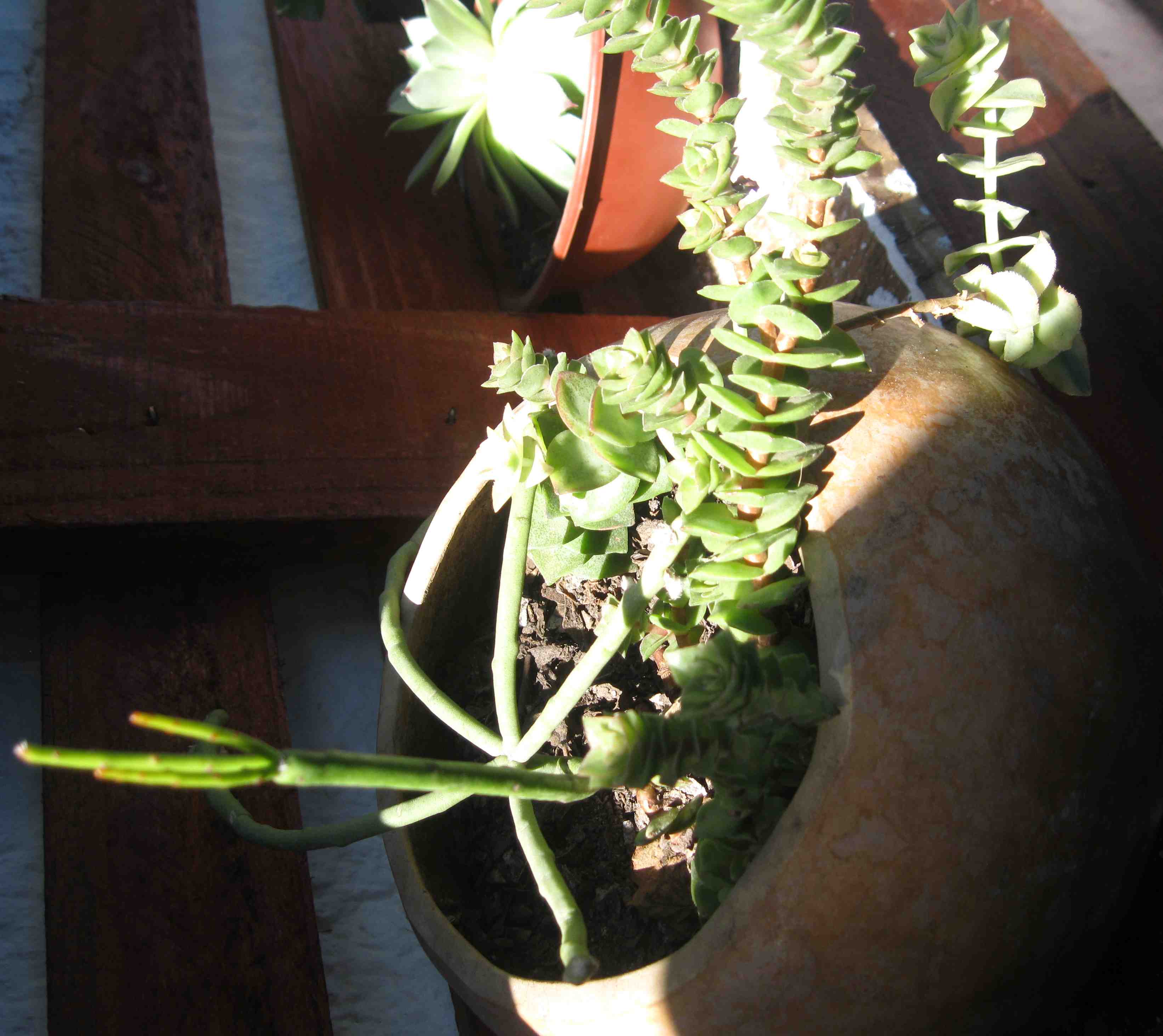 Suculentas Cactus Para Identificar Por Favor