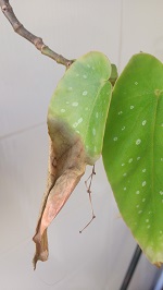 Begonia maculata en problemas