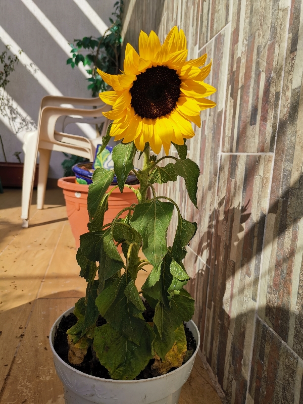 Hongo o exceso de agua en girasol?