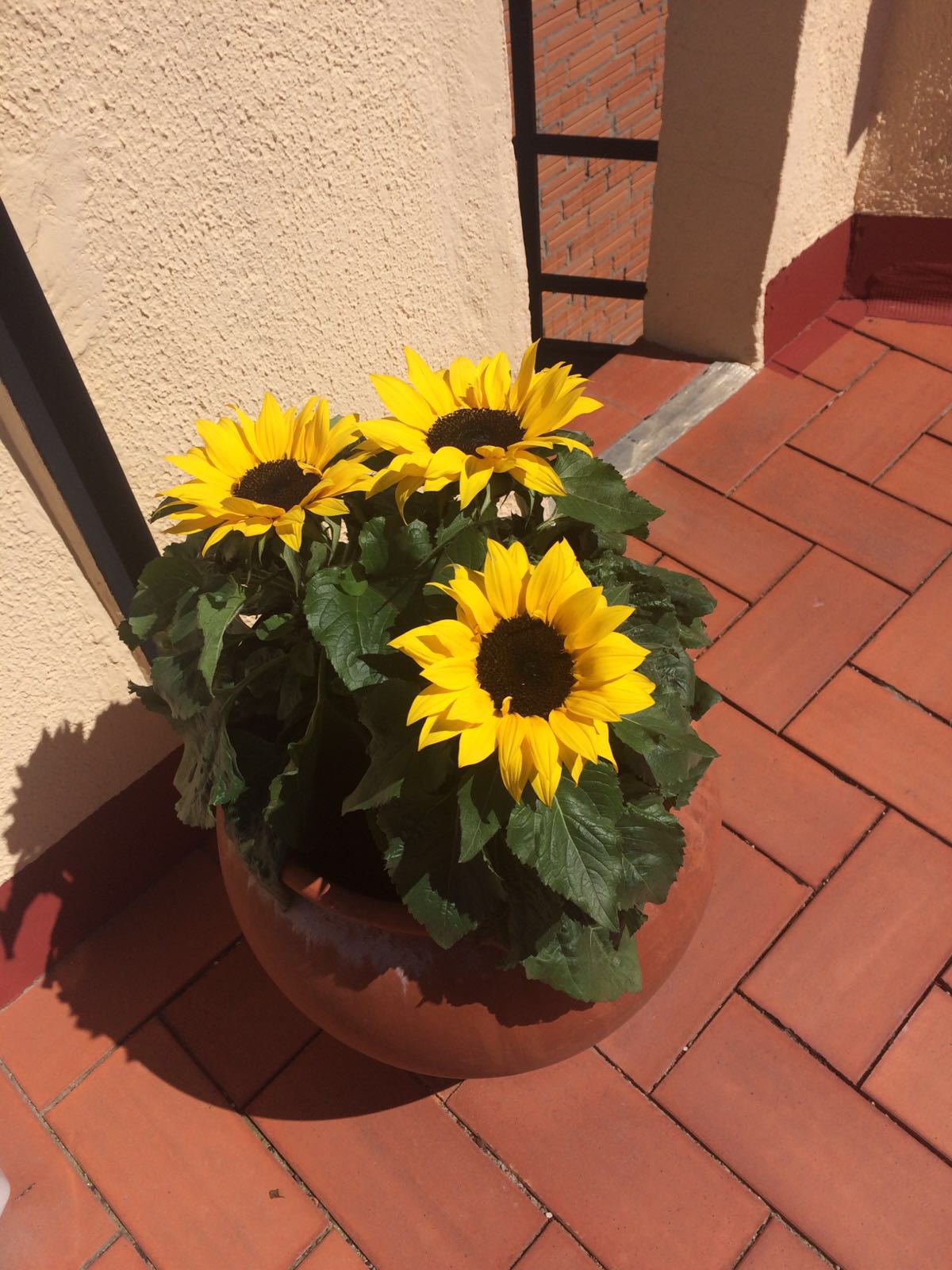 Girasoles medio muertos en una semana. ¿Por qué?