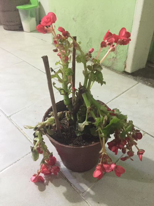 AYUDA como recuperar mi begonia!