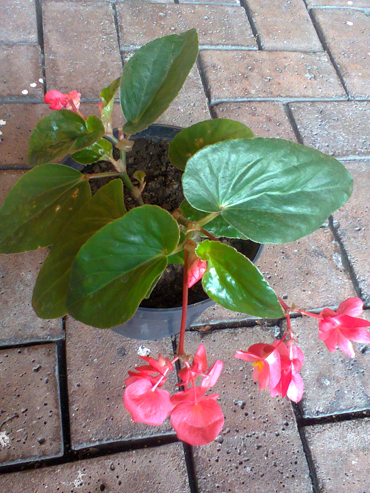 Cómo propagar begonia por esquejes?