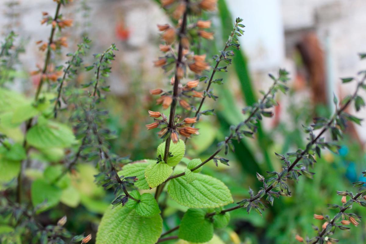 Silvestres - Supuesta planta de insulina mexicana. tengo fotos