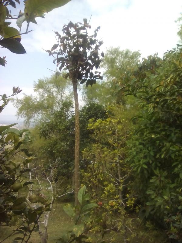 Tulipán africano sin follaje, se le caen las hojas. Ayuda.