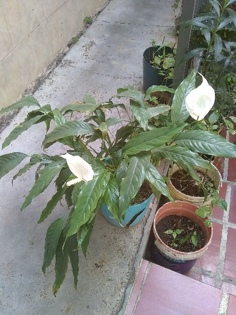 Esta planta es una cala blanca (anturio) o qué?