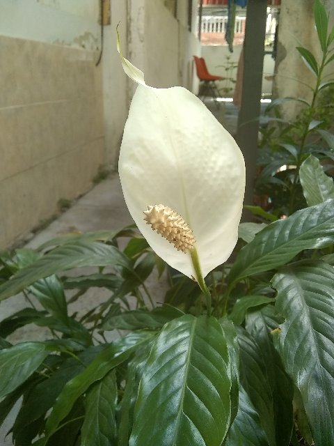 Esta planta es una cala blanca (anturio) o qué?