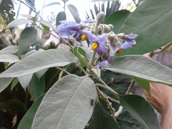 Identificar arbol con flores lilas para saber el porte