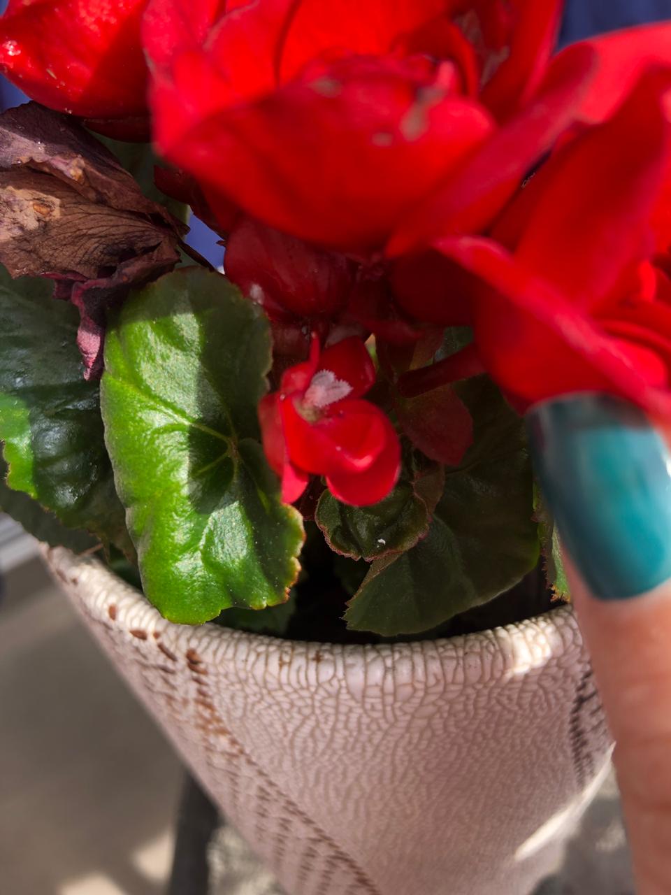 Begonia elatior con bichos