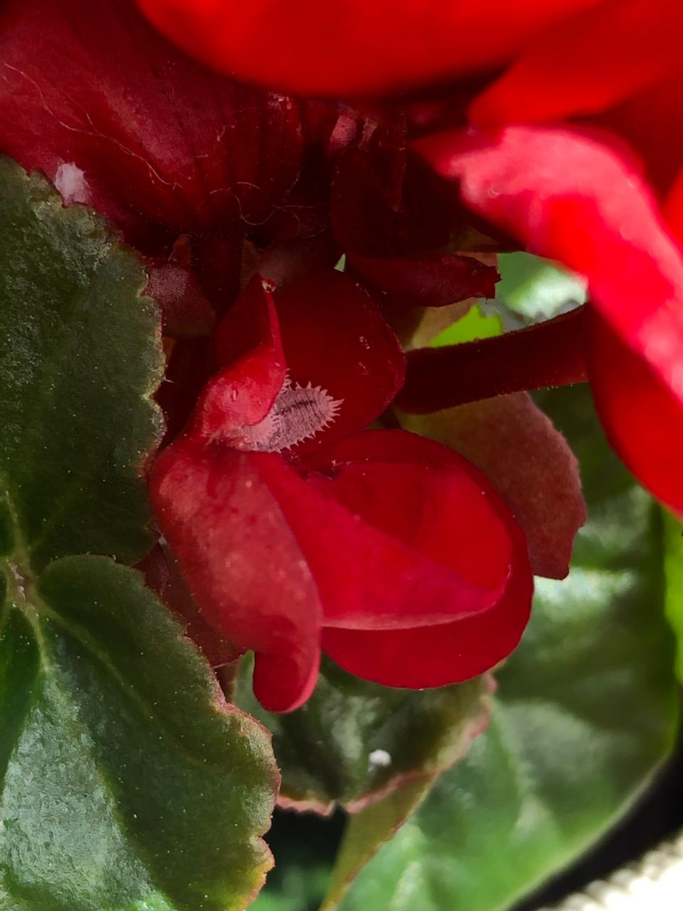 Begonia elatior con bichos