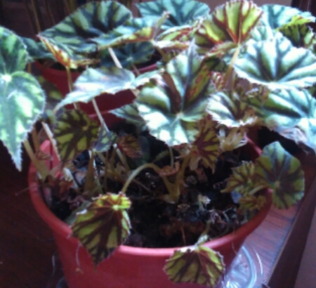 Hojas pequeñas en forma de corazón, de varios verdes y marrón, tallos  largos (begonia tigre)