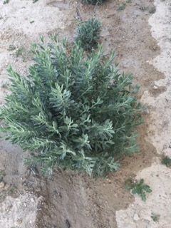 Lavanda Dentada con y sin flores