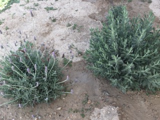 Lavanda Dentada con y sin flores