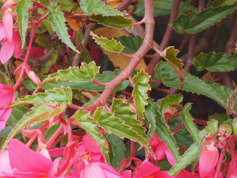 Trepadoras - Begonia híbrida de B. boliviensis