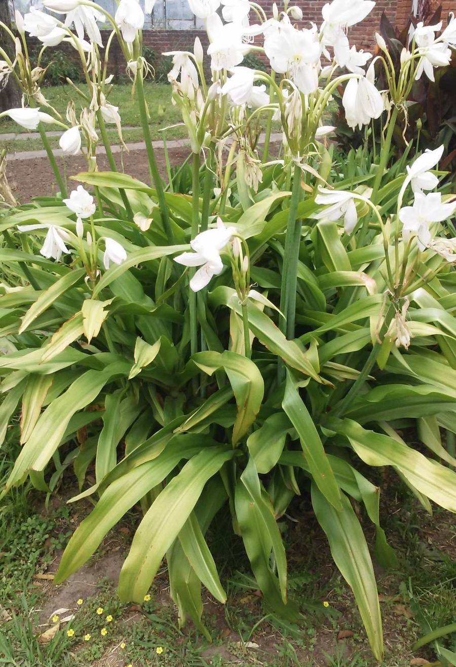 Crinum : Flores blancas, 1,5 de alto, bulbos muy grandes.