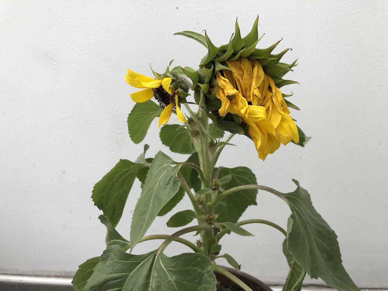 Girasol con flor cerrada y hojas decaídas