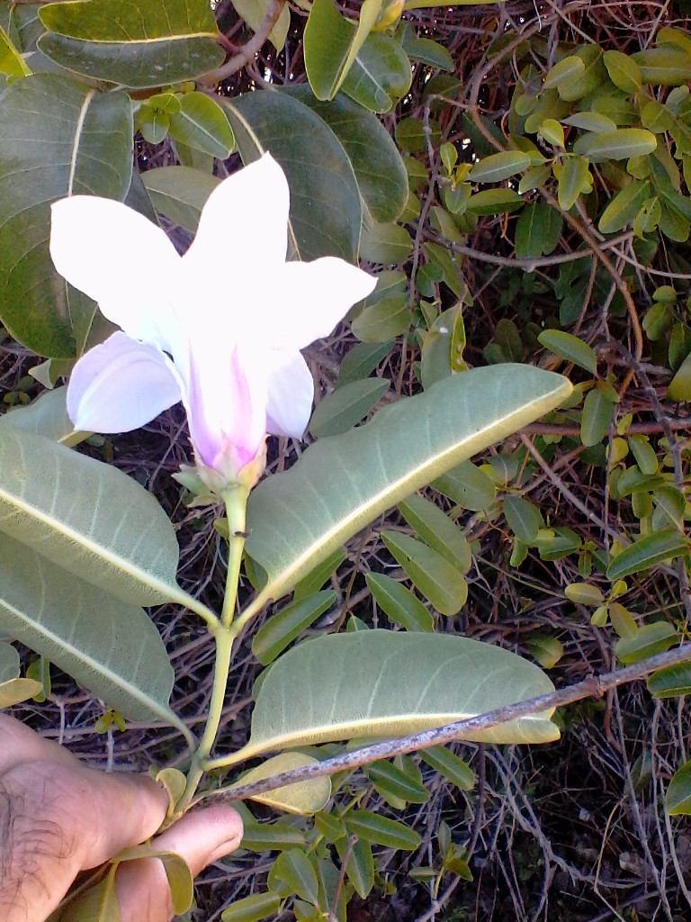 Identificar Especie De Planta Invasora