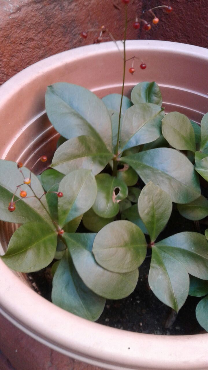 Ayuda Para Identificar Una Planta