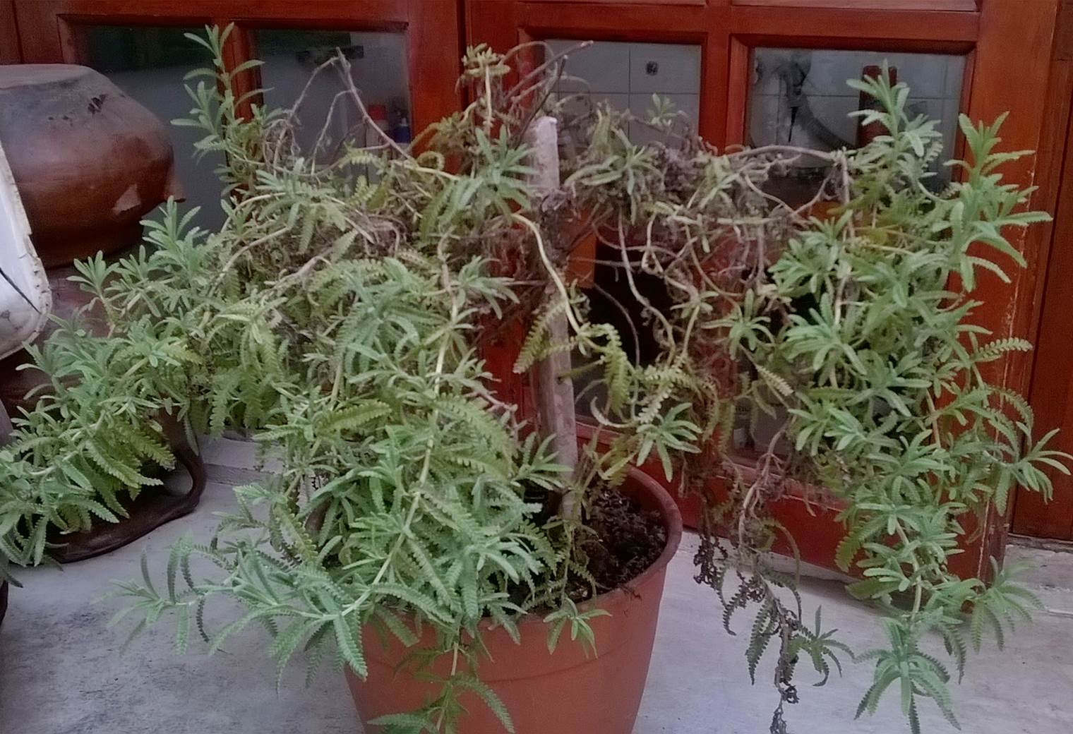 Lavanda dentata en mal estado