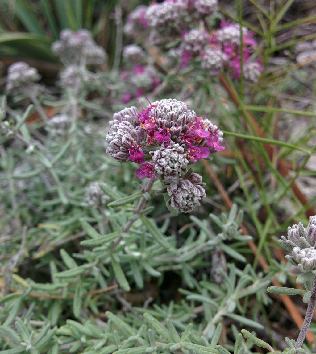 [Solucionado] Teucrium capitatum subsp. majoricum