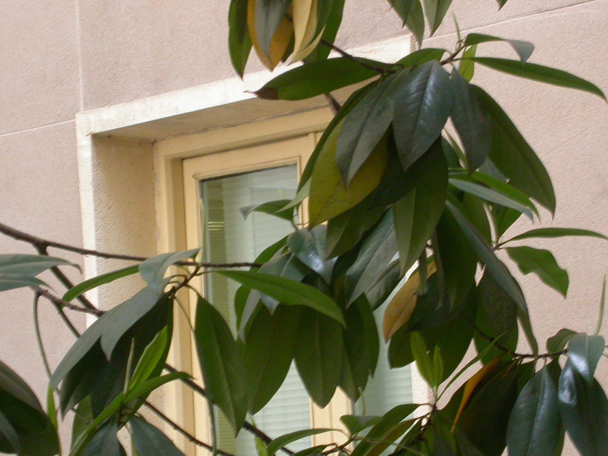 Árboles - ¿Magnolia, Ficus,...?