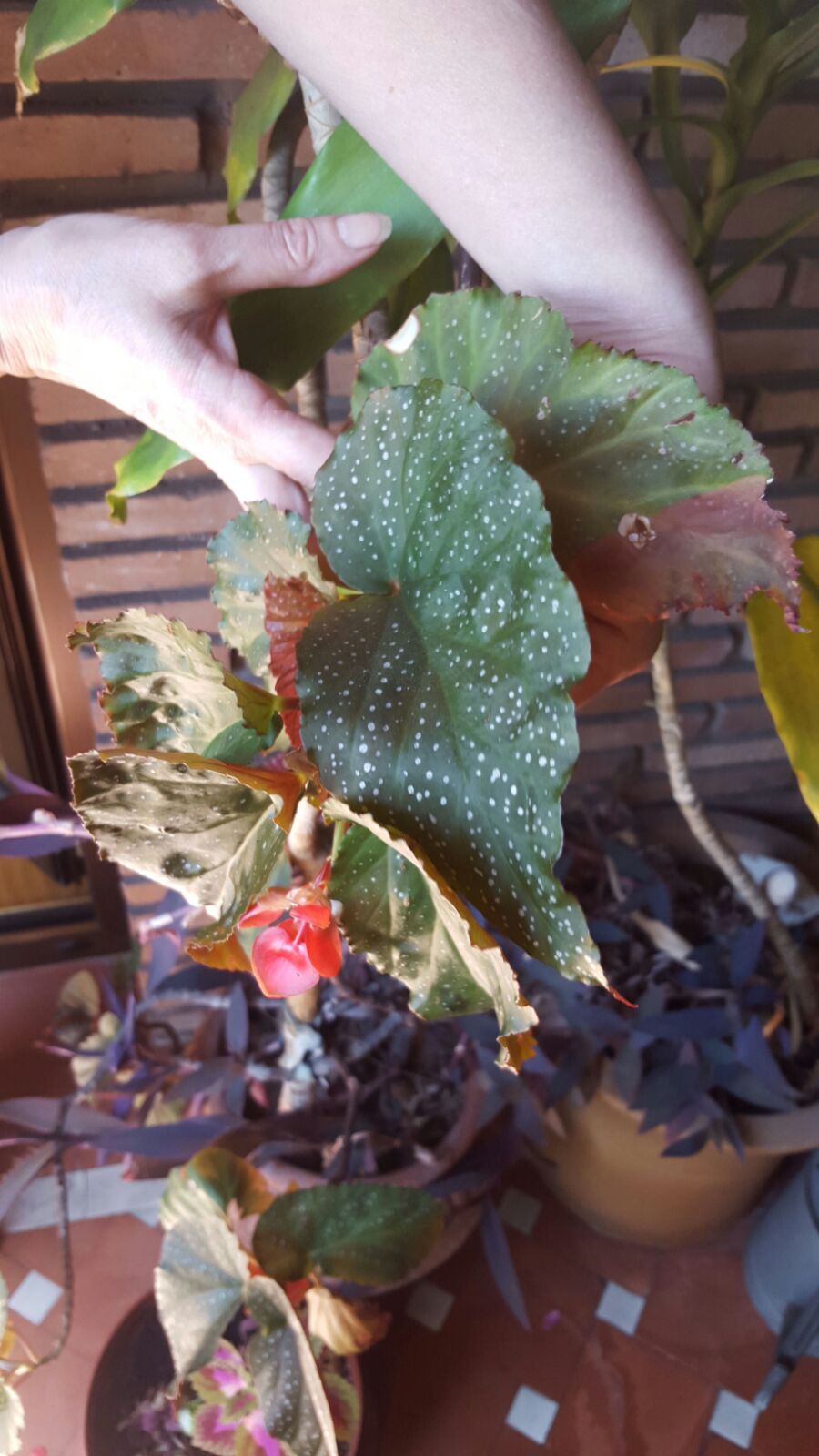 Es una begonia?