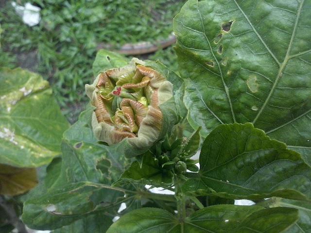 PLAGA EN TULIPAN MEXICANO (HIBISCUS)