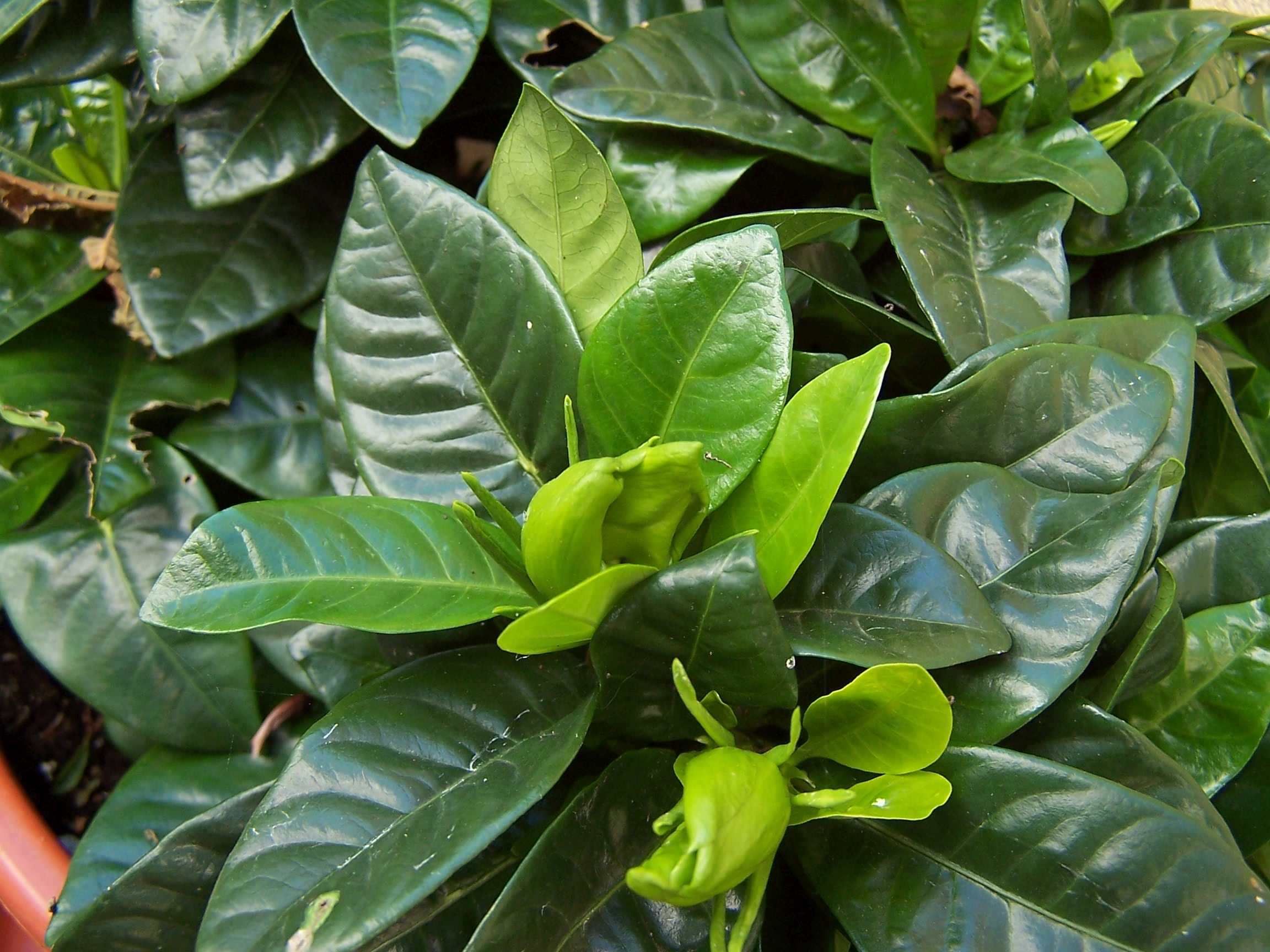 Gardenias que no abren sus capullos