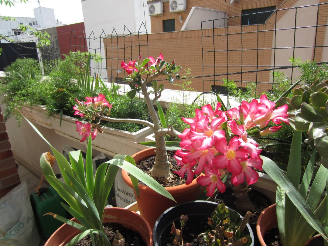 Identificar Planta Con Flores Rosas