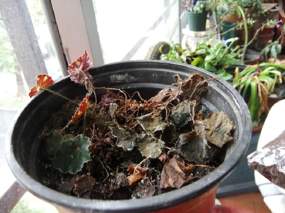 Begonia de tipo mini, ¿como mejorarla?