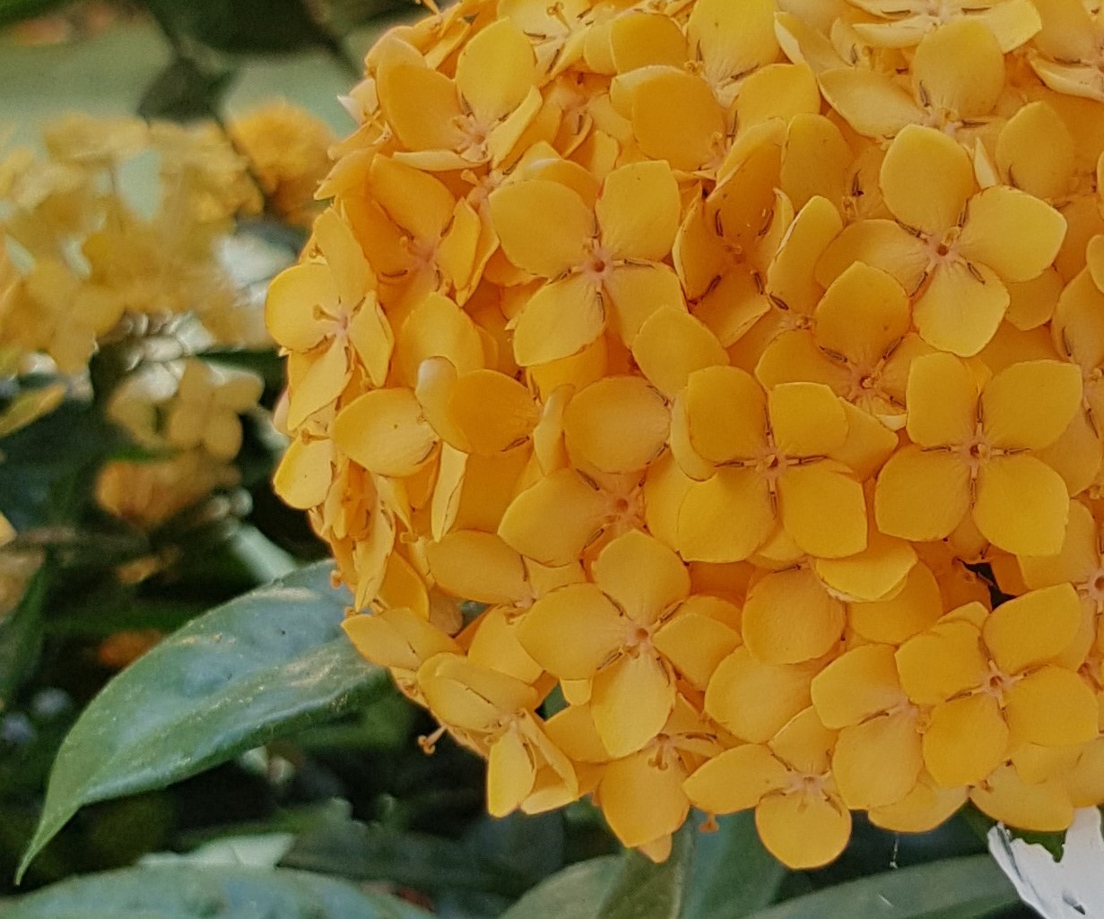 arbusto flor amarilla parecida a la hortensia